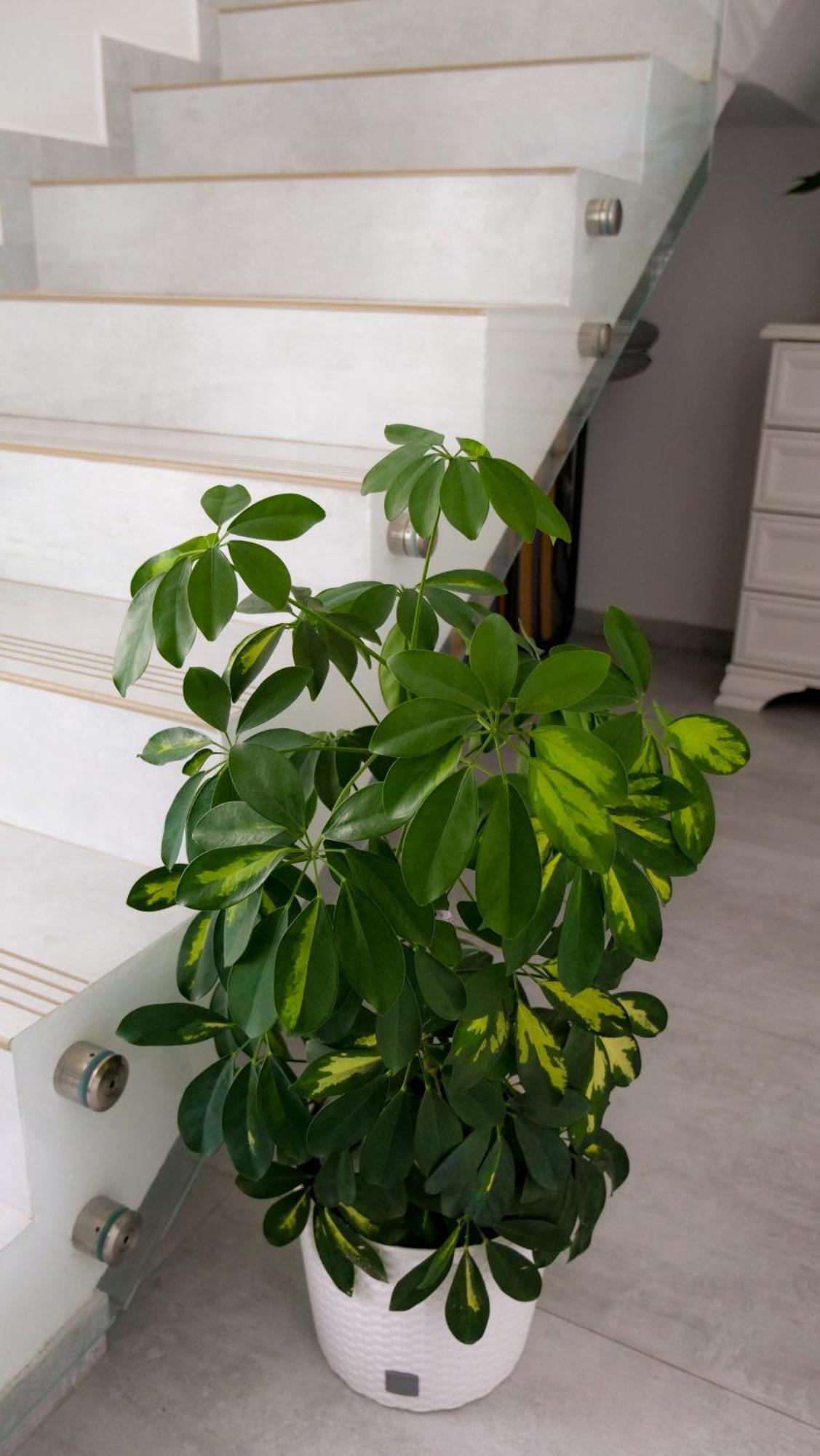Curtea de Argeş Casa Ambientt酒店 外观 照片